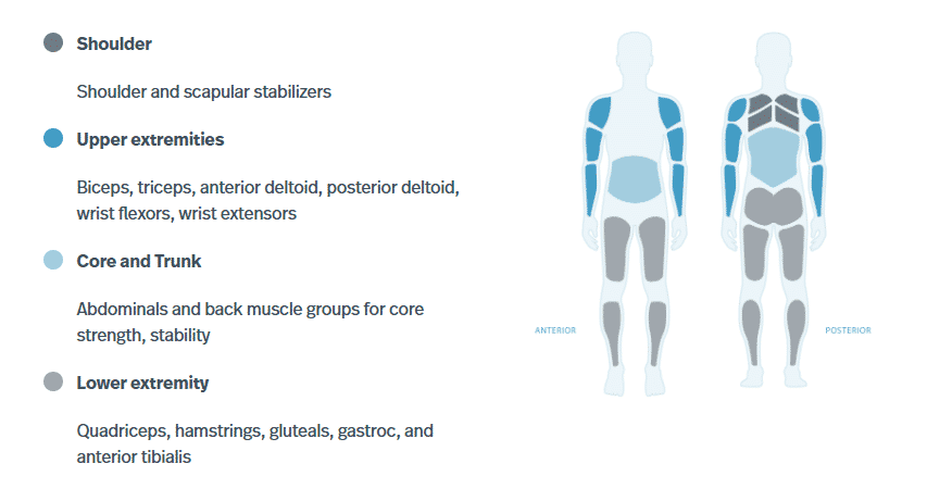 FES-Muscle-Selection